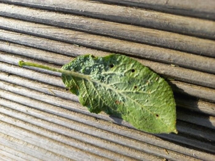 Grönt plommonblad med bladlöss och små hål, placerat på en träyta.