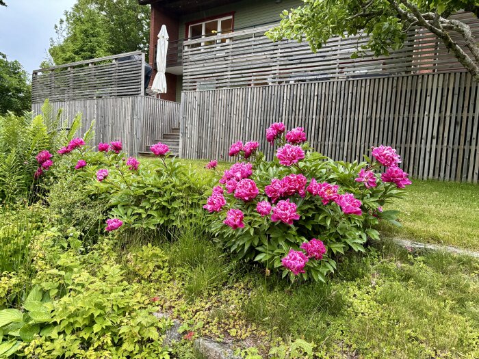 Lyserosa pioner blommar framför en altan med träplank, omgiven av grönska och sommarstuga i bakgrunden.