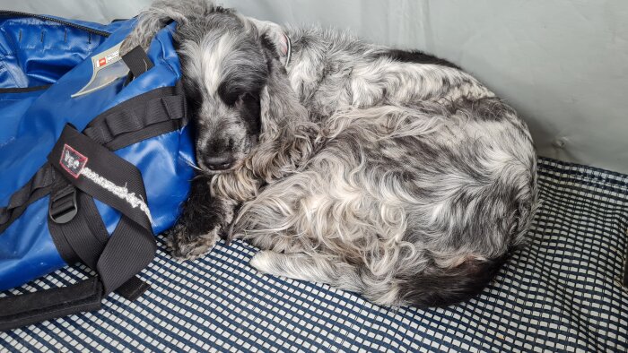 Trött hund sover på camping bredvid en blå väska efter en helg fylld med bad och lek.