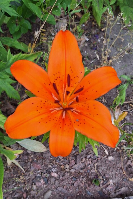 Orange blomma, troligen en brandlilja, med fem kronblad och mörka prickar, omgiven av gröna blad.