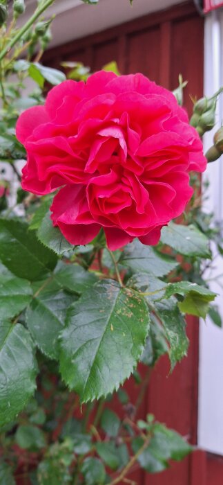 En närbild på en rosa blomma med gröna blad, eventuellt en Brandlilja eller Prinsessan Alexandra.
