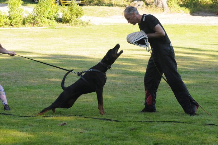 Hund under skyddsträning på gräsplan, hoppar mot en man med skyddsarmbåge.