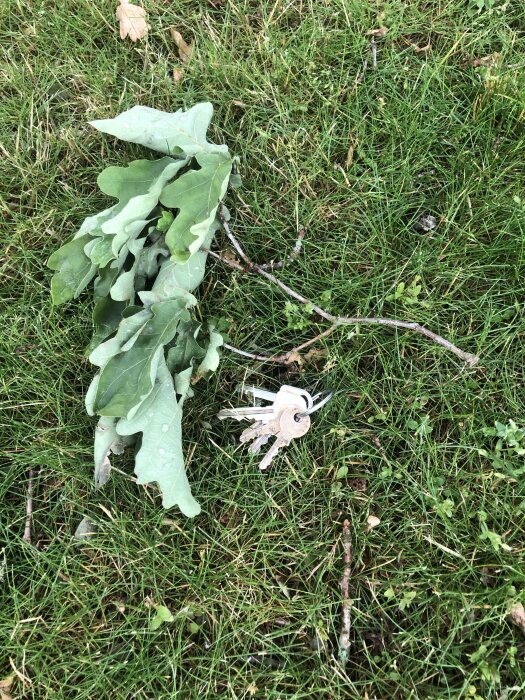 Kvist med gröna löv och en nyckelknippa på gräsmattan.