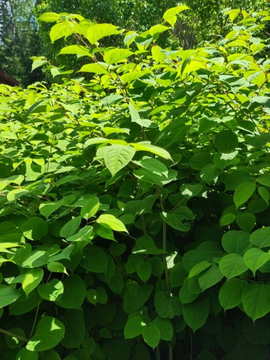 Grönskande buskage i solsken, möjligtvis parkslide, utan blommor.