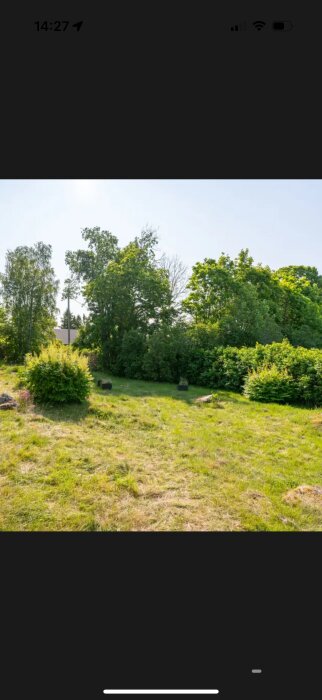 Grönskande träd och buskar på en solig tomt, delvis skuggad, med tät vegetation i bakgrunden och kortklippt gräsmatta i förgrunden.