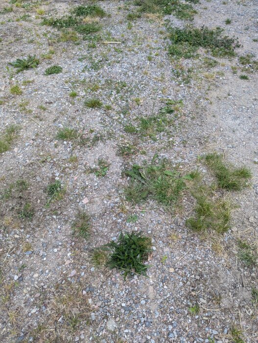 Grusplan med ogräs och tuvor i en trädgård, markytan täckt av små stenar, grus och sporadiska gräsknippor.