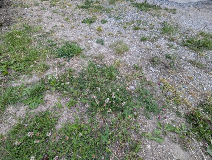 Grusplan med ogräs och gräsfläckar på tomt, omgiven av gröna tuvor och klöverblommar.