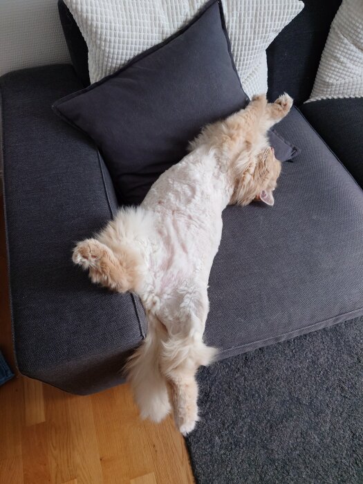 En fluffig katt sover bekvämt på sidan med benen i luften i en soffa, huvudet vilande mot armstödet.