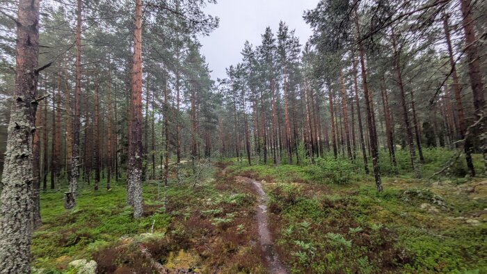 En stig slingrar sig genom en tät skog med höga barrträd och grönskande undervegetation.