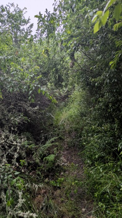 Övervuxen stig omgiven av tät, grön vegetation och våta löv i en skogsmark.
