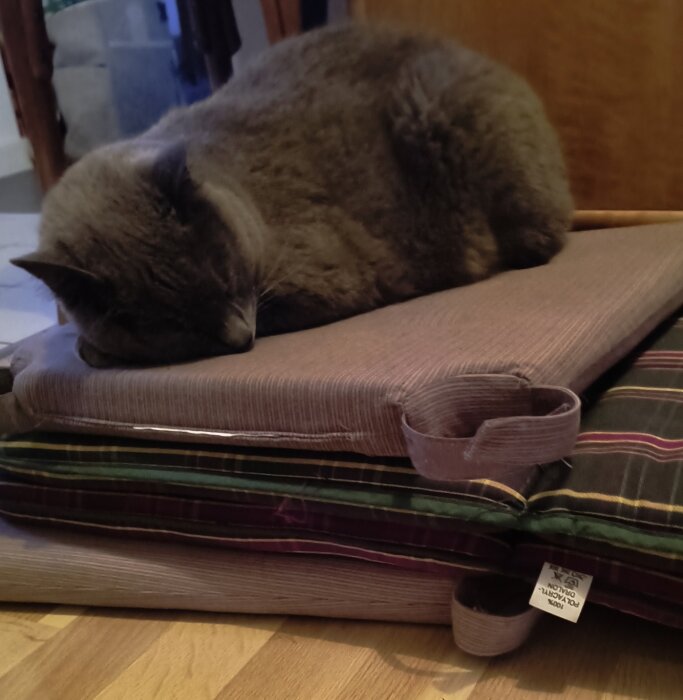 Grå katt ligger på staplade dynor, testar om ärtan känns igenom.