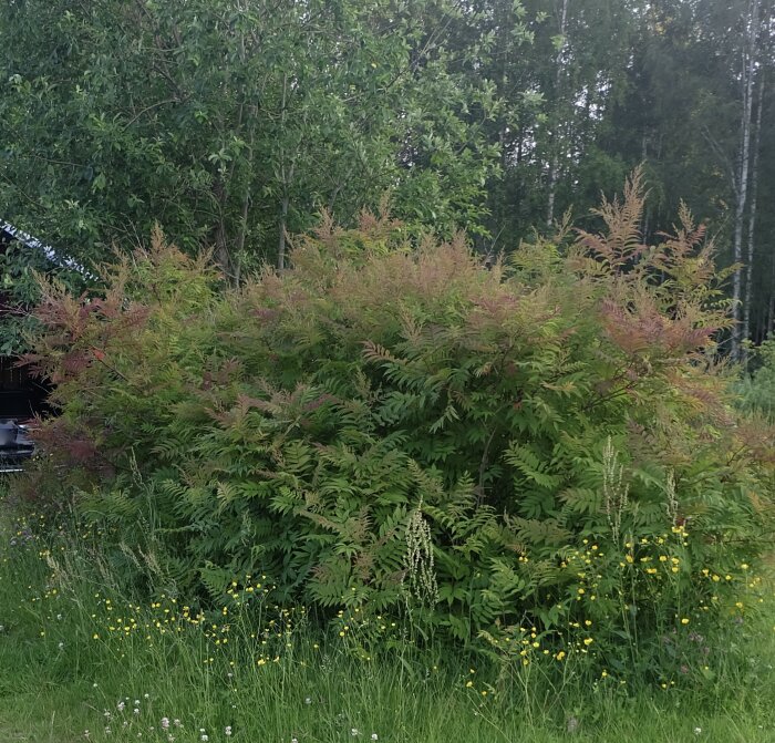 Buskage av gudaträd i trädgård med kringliggande gräs och vilda blommor, möjligtvis med inslag av parkslide i bakgrunden.