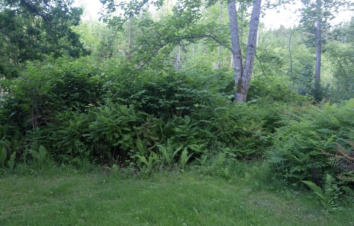 Tät vegetation med gudaträd och möjligt parkslide, omgiven av ormbunkar och träd i en skogsmiljö.