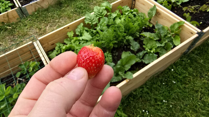 Hand håller ett rött jordgubbe framför ett trädgårdsland med gröna blad i en odlingslåda.