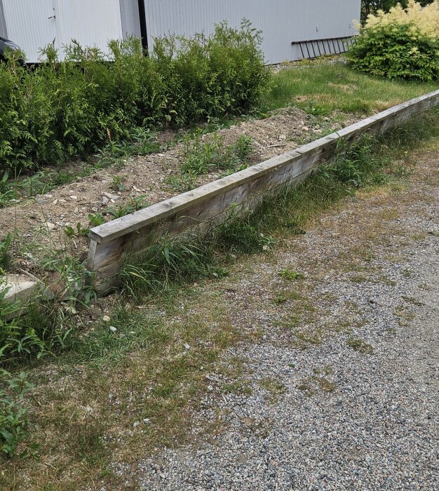 Trämur i trädgård som har tryckts ut av jord, placerad vid en grusgång, med vegetation i bakgrunden.