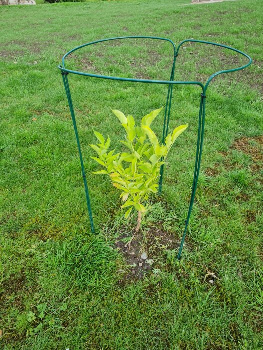 Fläderplanta omgiven av grön gräsmatta, säkrad med en grön stödstruktur.