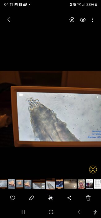 Mikroskopbild av vad som verkar vara en levande organism på en skärm, tagen som en del av en diskussion om bekämpningsmedel.