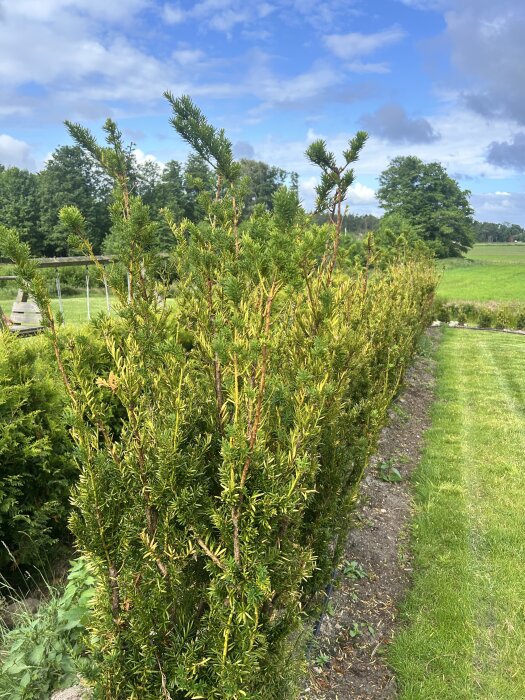 Taxus-häck med nya skott upptill och kala fläckar nedtill, omgiven av grönska och blå himmel. Frågor kring återhämtning och beskärning.