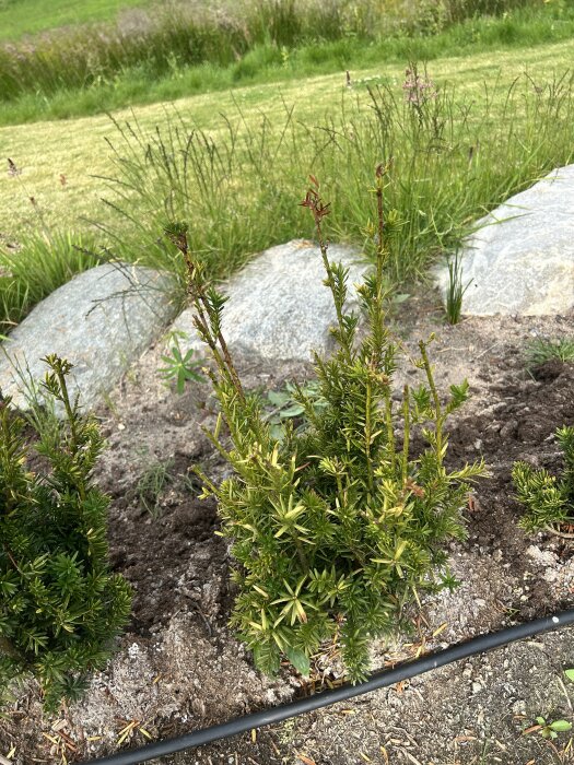 Taxus-häck med nya skott upptill och kala fläckar längre ned i trädgårdsmiljö, med dräneringsrör synligt på marken.