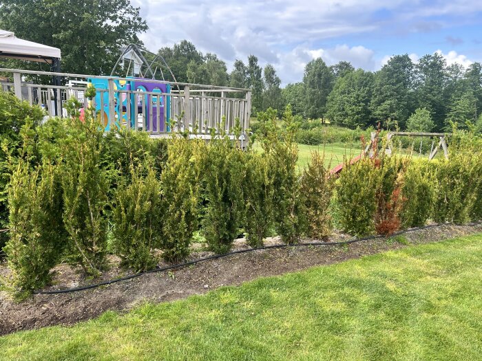 Taxus-häck med oregelbunden tillväxt; nya skott upptill och kala fläckar längre ner. Omges av gräsmatta och trädgårdslandskap.