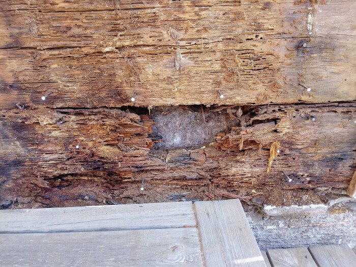 Fuktskadad och sönderfallen trävägg i ett gammalt torp, med synliga hålrum och slitet virke, omgiven av en träterrass.