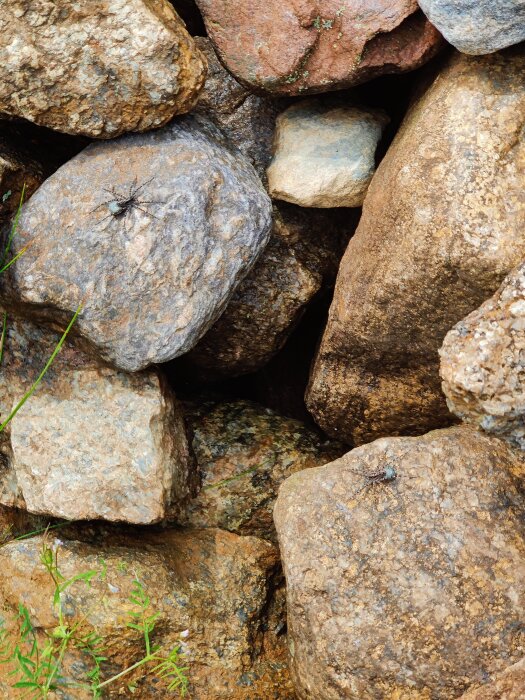 Två spindlar på stenar, potentiellt grottspindlar, synliga mitt i bild.