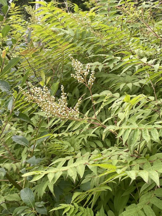 Bilden visar en lönnspirea, en buske med gröna blad och vita blomklasar, omgiven av andra gröna växter i trädgård.