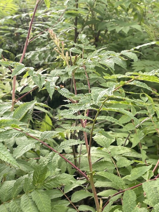 Gröna blad av lönnspirea eller rönnspirea växer tätt i trädgården, med rosa stjälkar och sågade kanter på bladen.