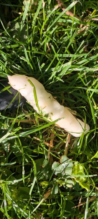 Vit slemmig massa på gräs, eventuellt ett naturfenomen med möjliga kopplingar till utomjordiska teorier.