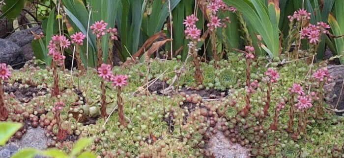 Rosa taklök blommar på en stengärdsgård omgiven av grönska.
