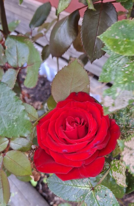En röd ros av sorten Ingrid Bergman har slagit ut, omgiven av gröna blad i en trädgård.