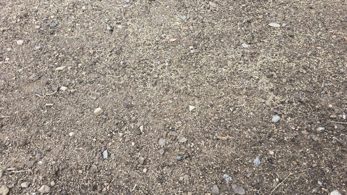 Gräsfrön spridda på jordig mark, osymmetrisk fördelning av frön och liten mängd småsten synlig på ytan.