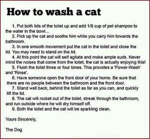 Instruktioner för att bada en katt med hjälp av en toalett, med humoristiska steg, avslutas med hälsning från en hund.