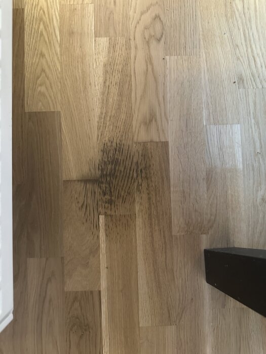 Fuktskadad parkett med mörka fläckar nära väggen, visar på skada under tidigare placerad kruka.