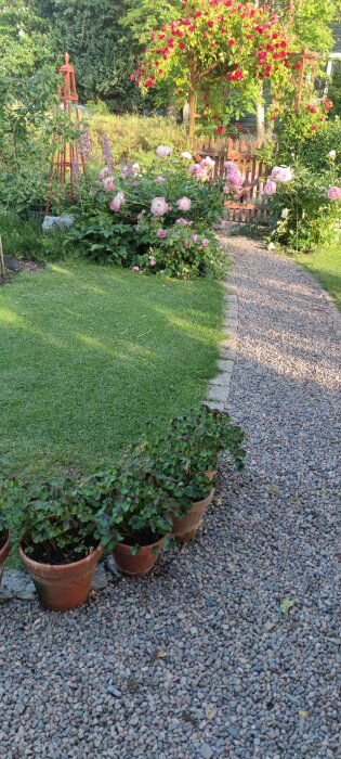 Nyklippt gräsmatta med blommande buskar och en grusad gång i en trädgård, omgiven av blommor och krukor.