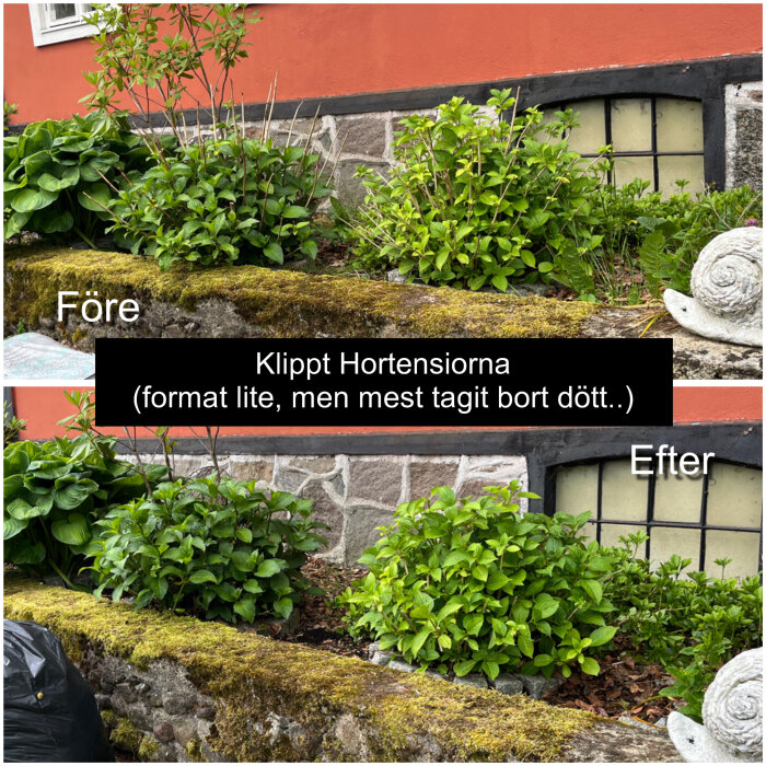 Före- och efterbild av en hortensia i ett stenparti, där växten har klippts och döda delar har tagits bort.