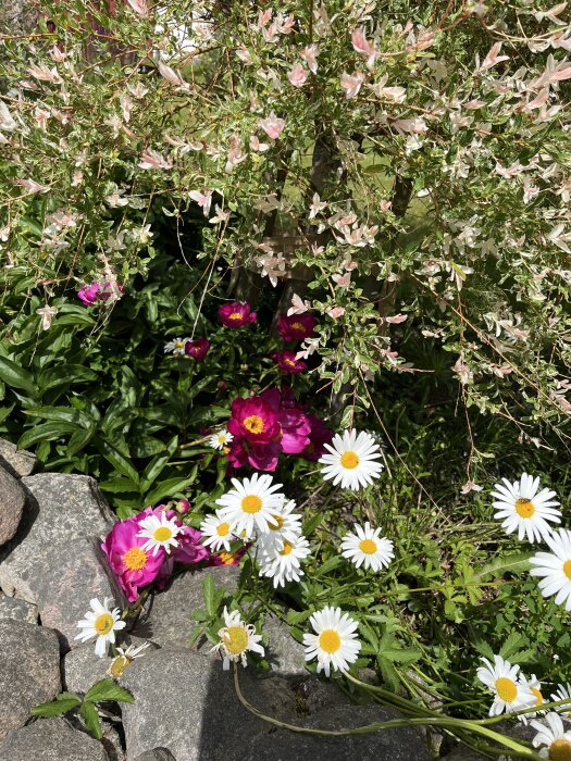 Vit jätteprästkrage och rosa blommor ligger bland stenar och bladverk.