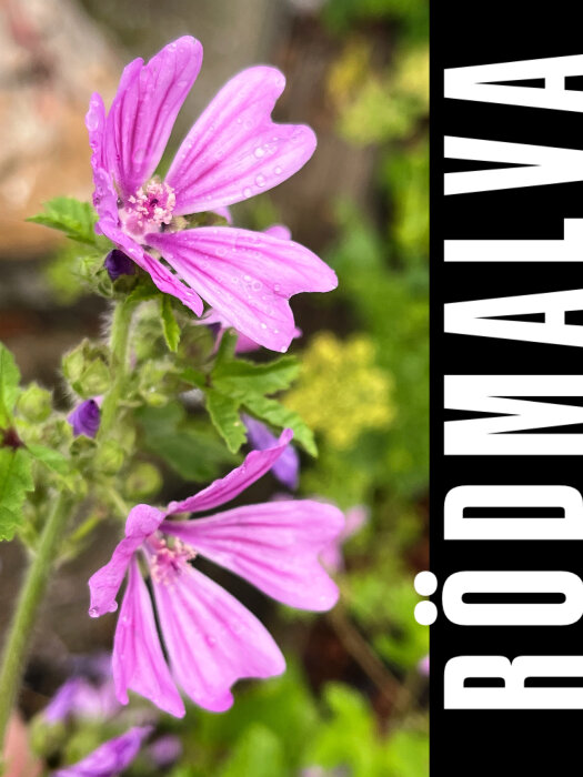 Närbild på rosa-röda blomman rödmålla med daggdroppar på kronbladen, omgiven av gröna blad och texten "Rödmåla" i bildens kant.