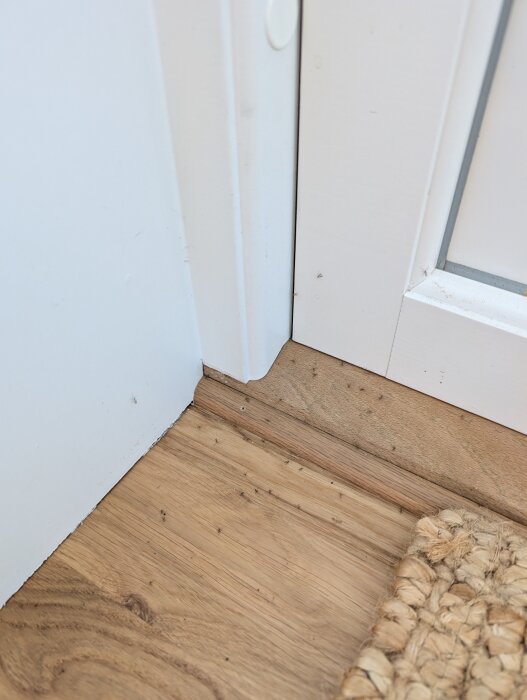 Små döda flugor på ett trägolv vid en dörrkarm, med en vit dörr och karm i bakgrunden.