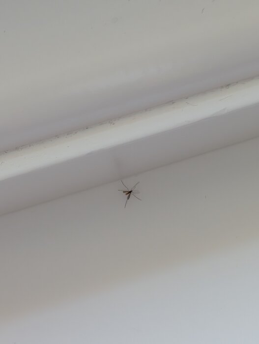 Liten fluga på en vit fönsterbräda, cirka 2 mm lång med gråmatt/svart färg.