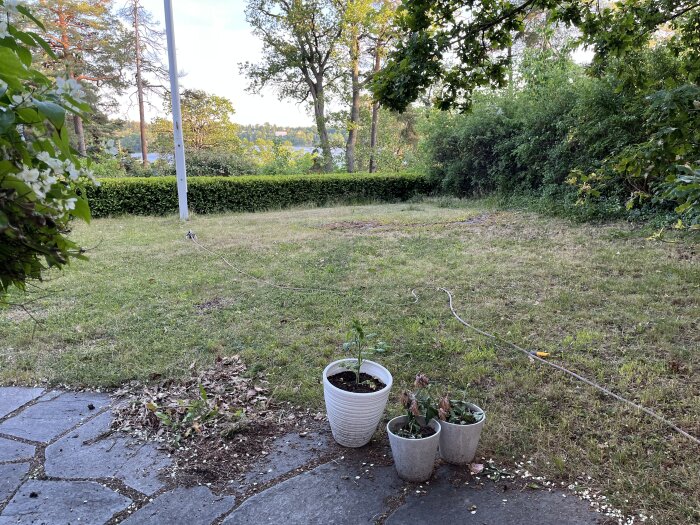 Ojämn och torr gräsmatta med kala fläckar, stenhäll och krukväxter i förgrunden, omgiven av träd och buskar i bakgrunden.