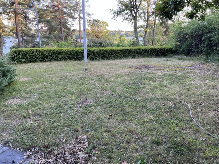 Ojämn och torr gräsmatta i en liten trädgård, omgiven av buskar och träd, med en trädgårdsslang liggandes på marken.