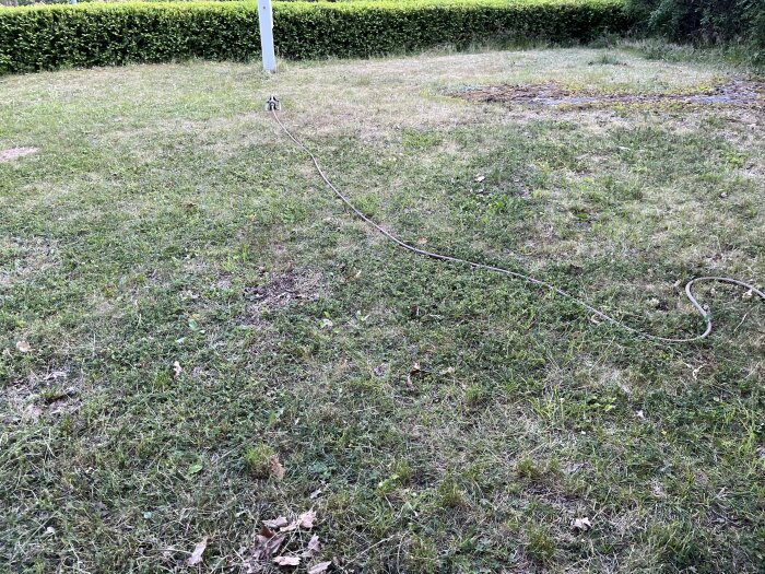 Ojämn och brun gräsmatta med torrt gräs och fläckar av bar jord, en vattenslang på marken, häck i bakgrunden.