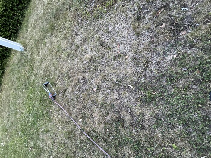 Ojämn, bränd gräsmatta med få gröna fläckar och en vattenspridare liggande på marken.