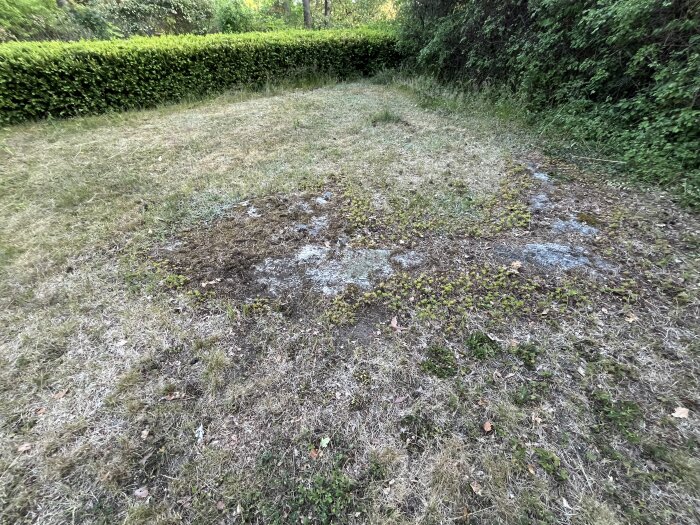 Ojämn och brunbränd gräsmatta med lite gräs och små växter, omgiven av gröna häckar och buskar.
