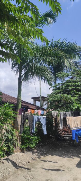 Två höga palmer i en trädgård med tvättlinor hängande med kläder, i närheten av byggnader under en klarblå himmel.