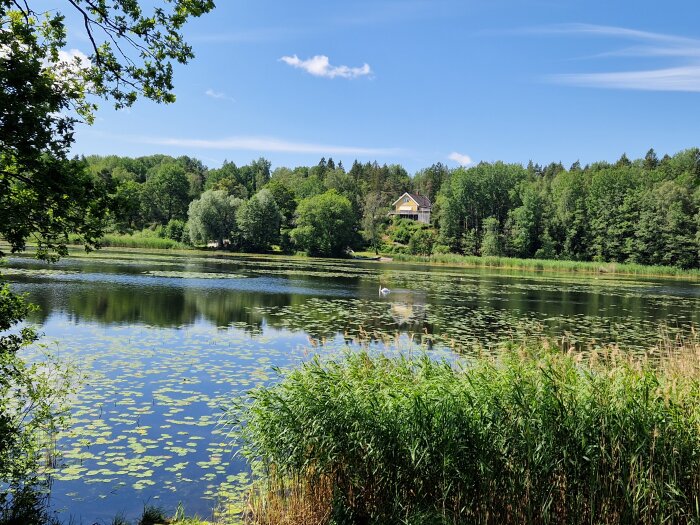 Sjölandskap med gröna träd och näckrosor, ett hus skymtar i bakgrunden och en svan simmar på vattnet under en klarblå himmel.