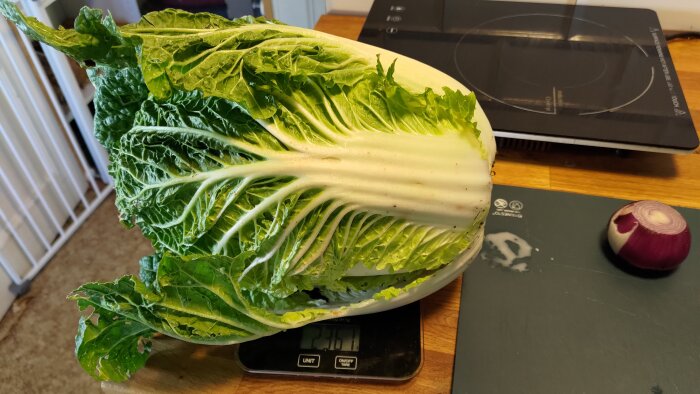 Stor kinakålplanta på våg, visar vikten 2361 g. I bakgrunden syns en lök och en mörk skärbräda på köksbänk.
