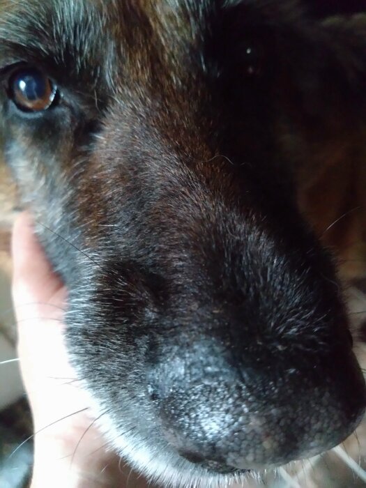 Närbild på en hundnos och ett öga, med en hand som varsamt håller hunden under hakan.