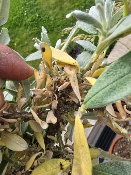 Närbild på gulnande blad och en brun kokongliknande formation på en alpvide, med bladlöss och myror synliga på grenarna.